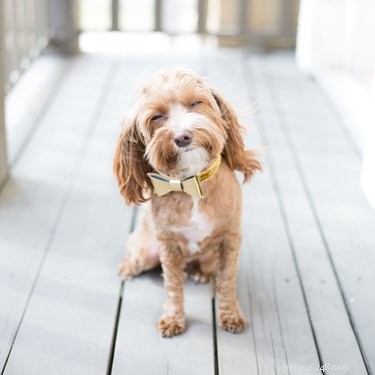 How to Act When You Witness Dog Abuse: A Step‑by‑Step Guide