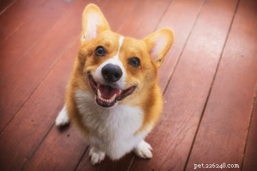 Is Chicken Safe for Dogs? A Guide to Feeding Your Canine the Right Way