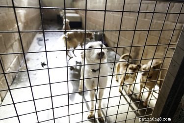 Los Angeles Shelters Adopt Vegan Diets for Dogs, Pioneering Plant‑Based Care