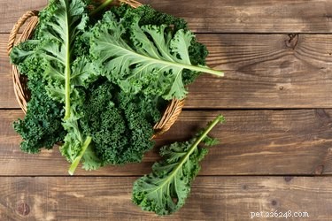 Is Kale Safe for Dogs? What You Need to Know