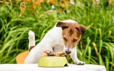 Are Rib Bones Safe for Dogs? Know the Risks Before Feeding