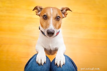 Can Dogs Safely Eat Bacon? Expert Insights & Health Tips