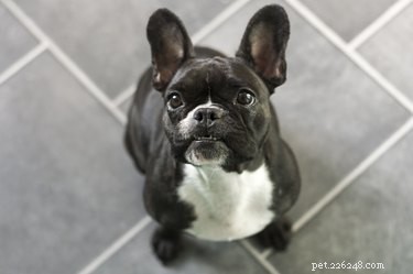 Is Pork Safe for Dogs? What You Need to Know