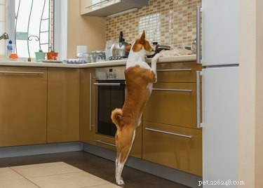Is Pork Safe for Dogs? What You Need to Know