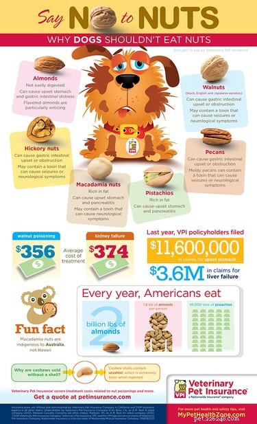 Are Walnuts Safe for Dogs? Risks and Alternatives