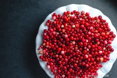 Are Cranberries Safe for Dogs? What You Need to Know