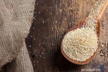 Is Quinoa Safe and Healthy for Dogs?