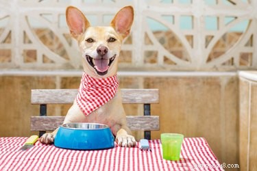 Should You Feed Ham to Your Dog? Health Risks and Safer Alternatives