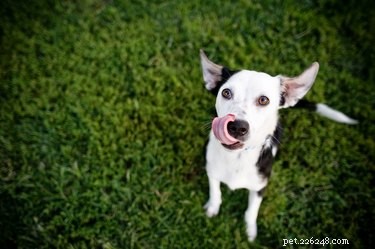Can Dogs Safely Eat Cauliflower? A Vet‑Approved Guide