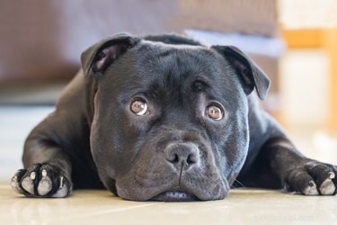Is Garlic Safe for Dogs? Expert Insights on Toxicity and Alternatives