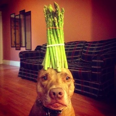 Can Dogs Safely Eat Asparagus? A Quick Guide for Pet Owners