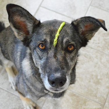 Can Dogs Safely Eat Asparagus? A Quick Guide for Pet Owners