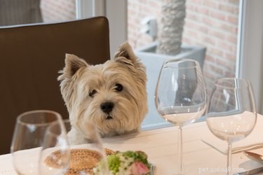 Is Turkey Safe for Dogs? A Comprehensive Guide