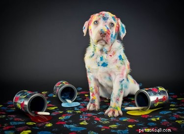 Dogs See a Rich Spectrum of Colors, New Study Reveals
