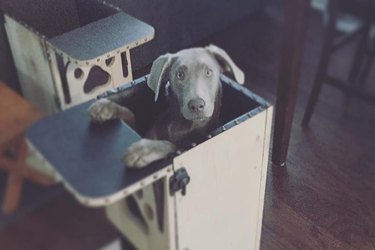 Adorable High Chair Saves a Labrador with Life-Threatening Megaesophagus