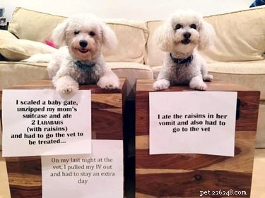 Dog’s Larabar Mishap Sends It and Companion to the ER