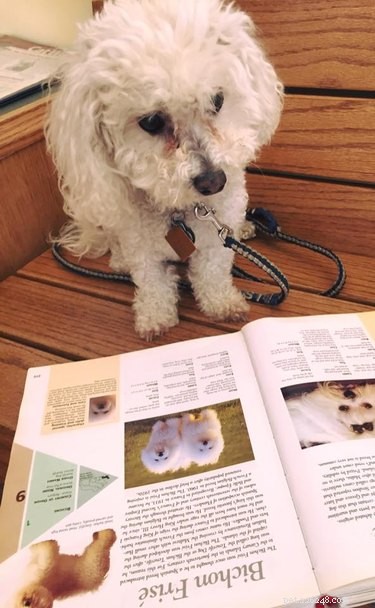 Dog’s Larabar Mishap Sends It and Companion to the ER