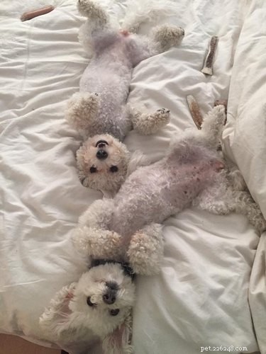 Dog’s Larabar Mishap Sends It and Companion to the ER