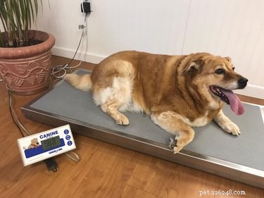 From Obese to Fit: How a Golden Retriever Transformed with Dog Gym Training