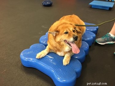From Obese to Fit: How a Golden Retriever Transformed with Dog Gym Training