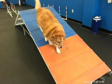 From Obese to Fit: How a Golden Retriever Transformed with Dog Gym Training