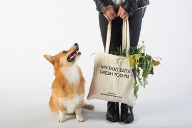 Are Premium Kibble Brands Truly Healthy for Dogs?