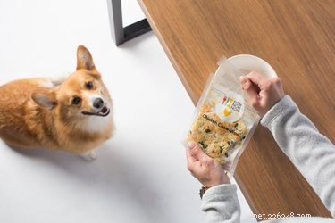 Are Premium Kibble Brands Truly Healthy for Dogs?