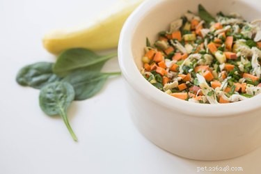 Are Premium Kibble Brands Truly Healthy for Dogs?