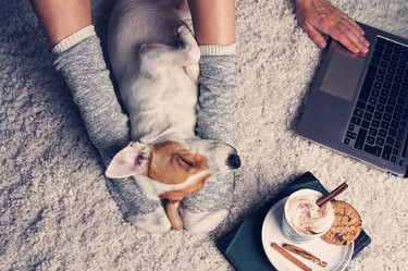 Scientific Study Reveals Dogs Share Human-Like Traits, Strengthening Our Bond