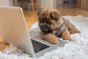 Scientific Study Reveals Dogs Share Human-Like Traits, Strengthening Our Bond