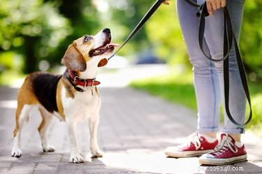 Scientific Study Reveals Dogs Share Human-Like Traits, Strengthening Our Bond