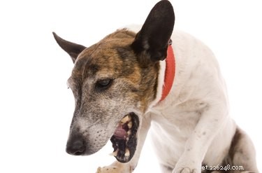 Kennel Cough 101: 7 Key Facts & When Antibiotics Help