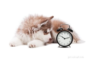 Am I Ready to Adopt a Dog? Key Steps for a Successful Start