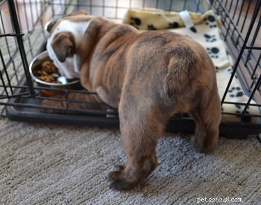 Am I Ready to Adopt a Dog? Key Steps for a Successful Start