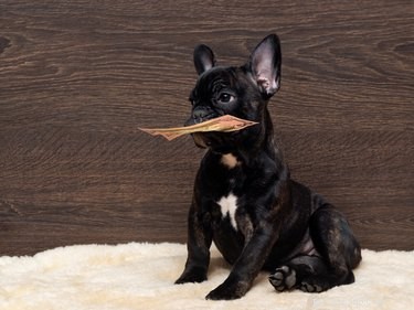 Am I Ready to Adopt a Dog? Key Steps for a Successful Start