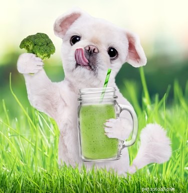 The Ultimate Guide to Choosing the Healthiest Dog Food