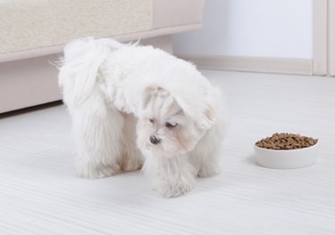 The Ultimate Guide to Choosing the Healthiest Dog Food