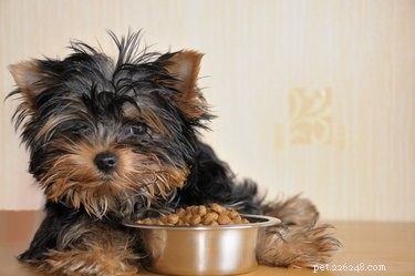 The Ultimate Guide to Choosing the Healthiest Dog Food