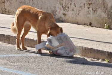 What Your Dog Is Eating: Surprising Household Items They’ll Devour
