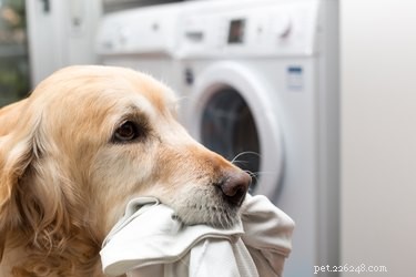 What Your Dog Is Eating: Surprising Household Items They’ll Devour