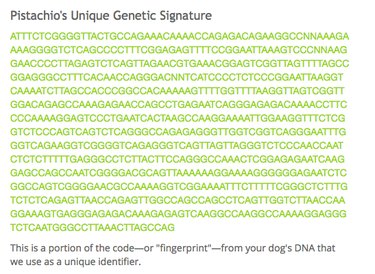 Are Dog DNA Tests Worth It? Real Answers to Your Breed Questions