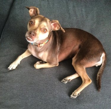 Are Dog DNA Tests Worth It? Real Answers to Your Breed Questions