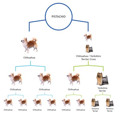 Are Dog DNA Tests Worth It? Real Answers to Your Breed Questions