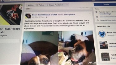 Our Shocking Discovery: Family Finds Euthanized Dog Still Alive