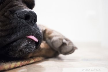 Our Shocking Discovery: Family Finds Euthanized Dog Still Alive