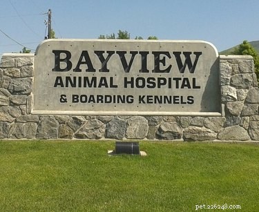Our Shocking Discovery: Family Finds Euthanized Dog Still Alive