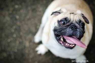 How to Determine if Your Dog or Cat Is Overweight: Simple Signs & Tips