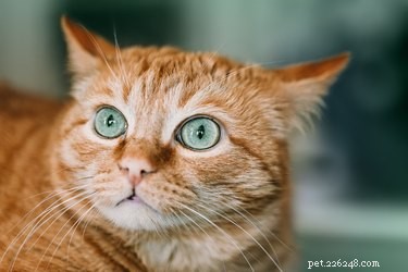 How to Determine if Your Dog or Cat Is Overweight: Simple Signs & Tips