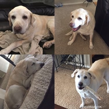 Heartwarming Story: Dog Keeps Half Her Food for Deceased Sibling