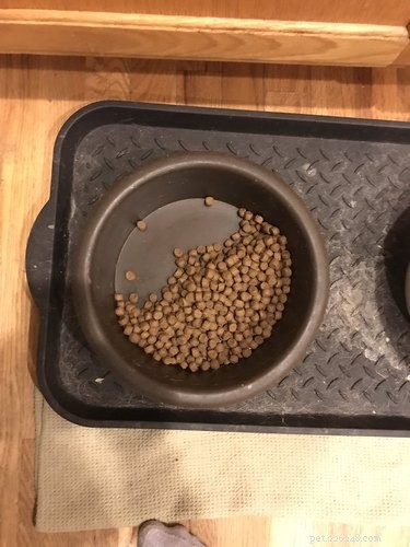 Heartwarming Story: Dog Keeps Half Her Food for Deceased Sibling